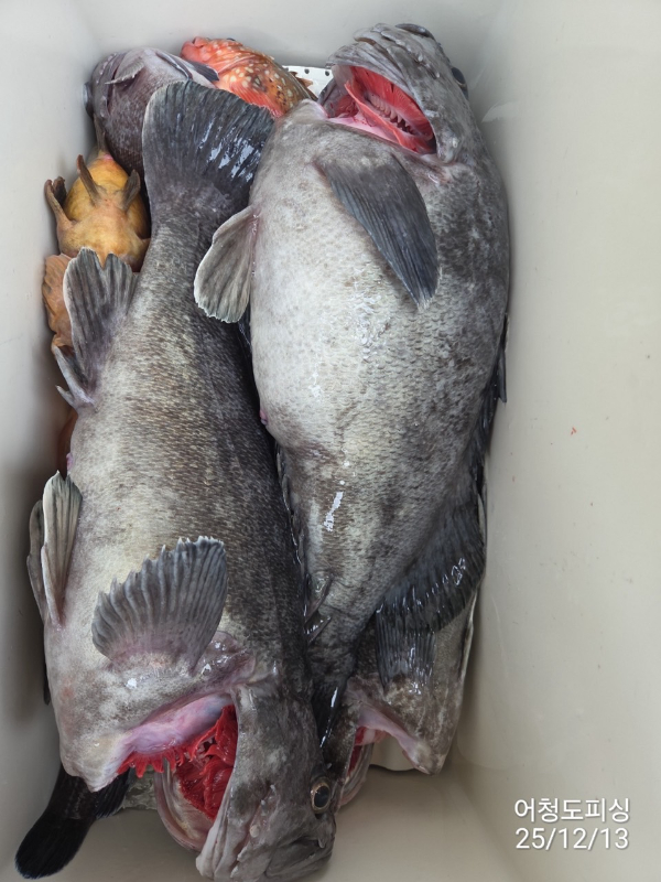 최강피싱 063.463.0800_사진_20251213_49.jpg