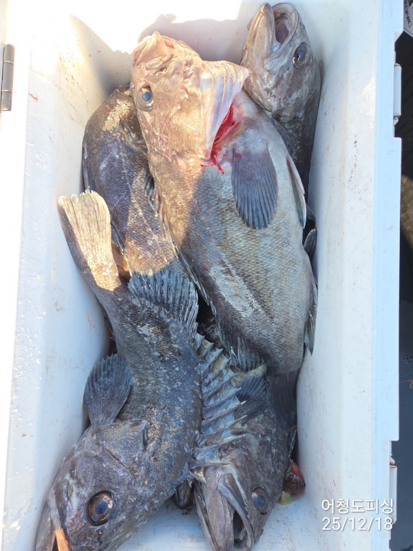 최강피싱 063.463.0800_사진_20251219_51.jpg