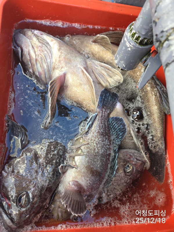 최강피싱 063.463.0800_사진_20251219_31.jpg