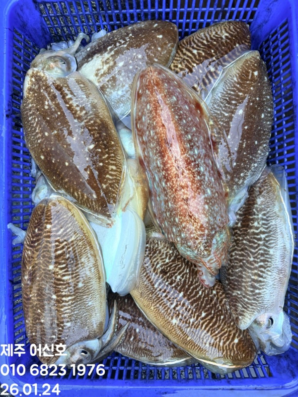 제주 어신호_사진_20260124_15.jpg