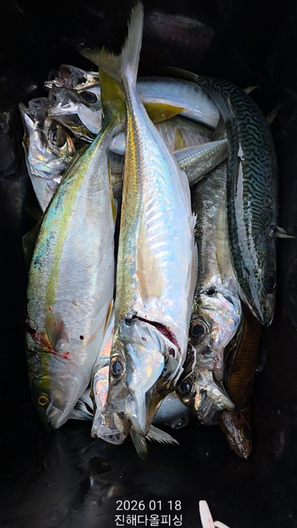 ☆진해 다올피싱☆문어 갈치 선상 낚시_사진_20260119_14.jpg