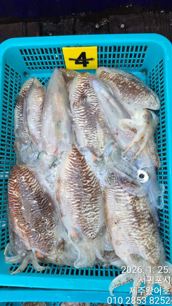 제주왔어호_사진_20260125_4.jpg