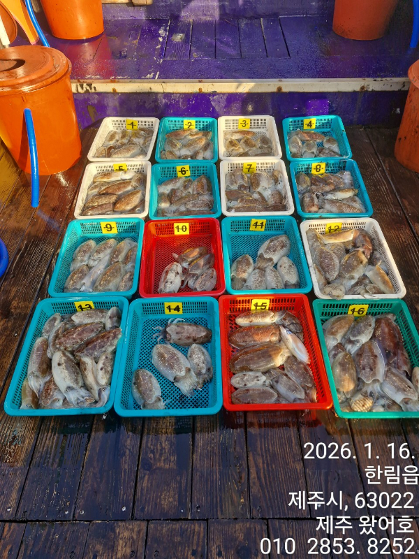 제주왔어호_사진_20260116_1.jpg