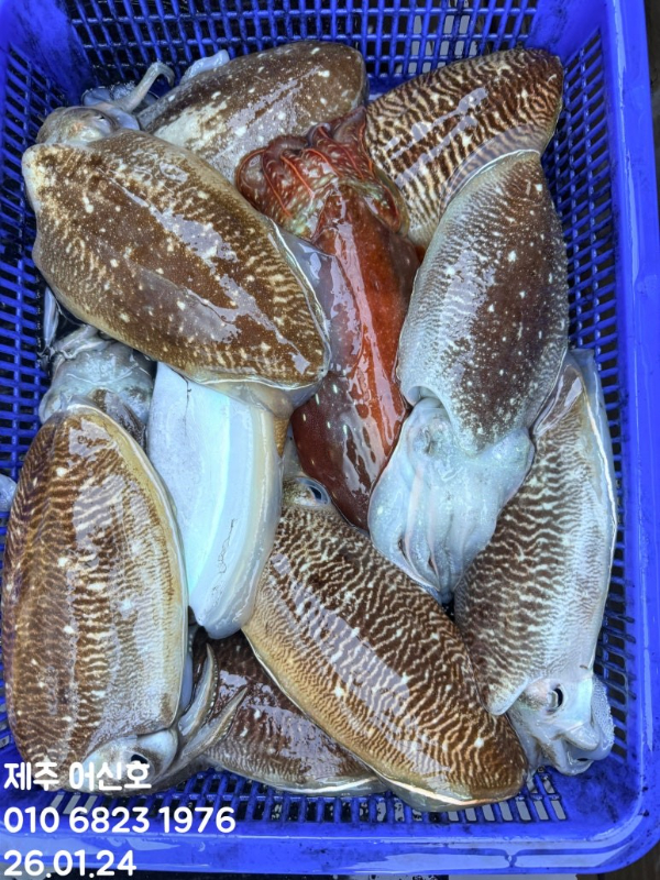 제주 어신호_사진_20260124_14.jpg