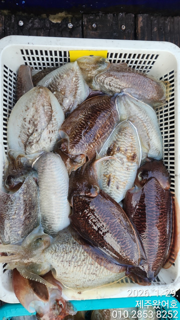 제주왔어호_사진_20260129_3.jpg