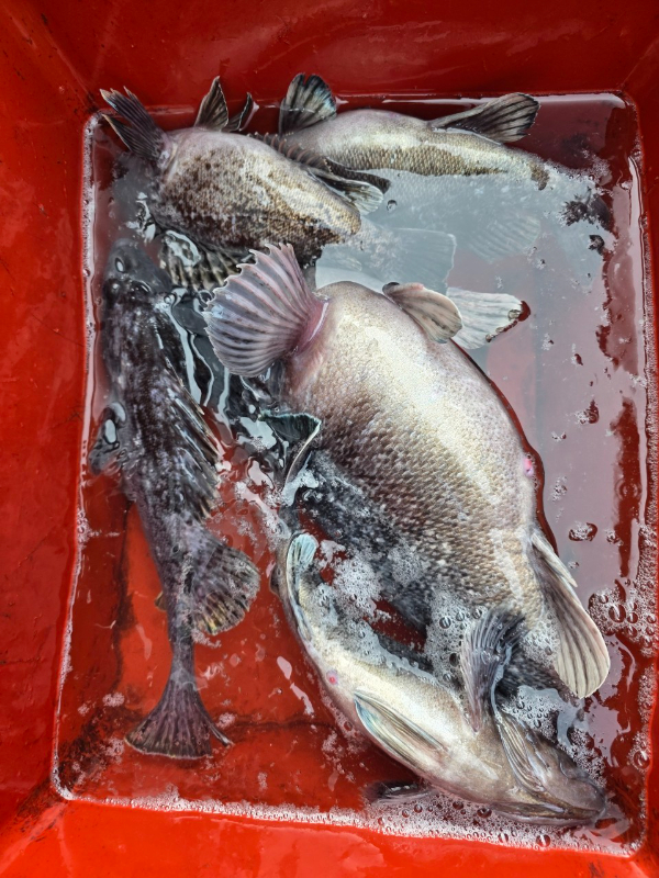 ꫛꫀꪝ✧‧˚ 태안 마검포 新출항호 .• _˚☀₊_사진_20260107_6.jpg