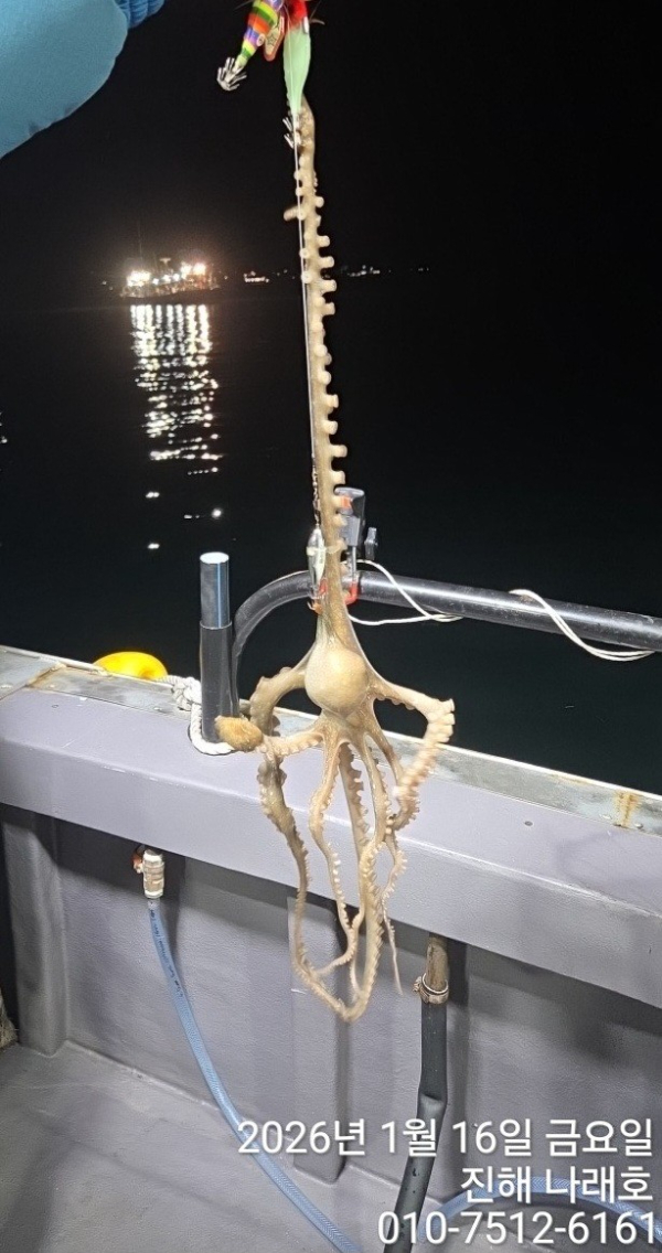 진해 나래호(문어,낙지,갈치)_사진_20260117_2.jpg