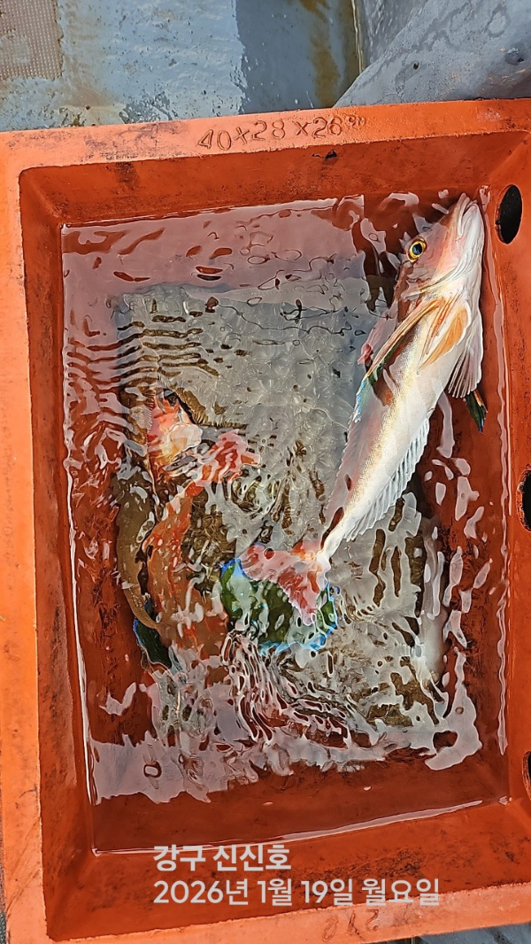 신신낚시 강구점 신신호_사진_20260119_5.jpg