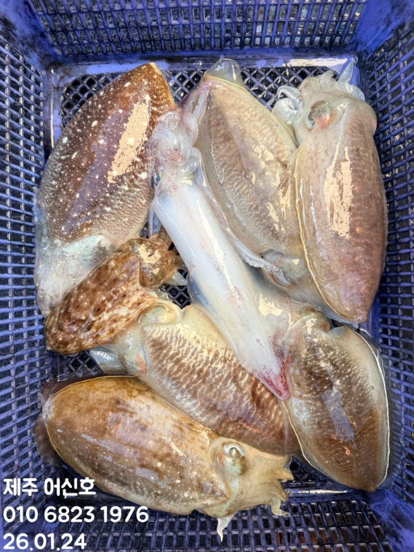 제주 어신호_사진_20260124_19.jpg