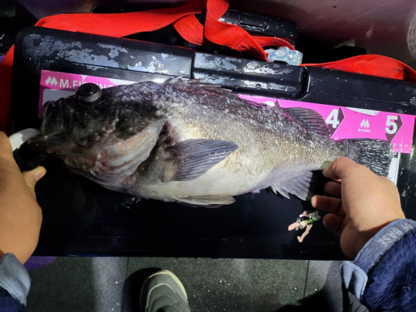 군산 선상낚시, 바다낚시 출조 전문 ☆서군산낚시☆_사진_20260118_3.jpg