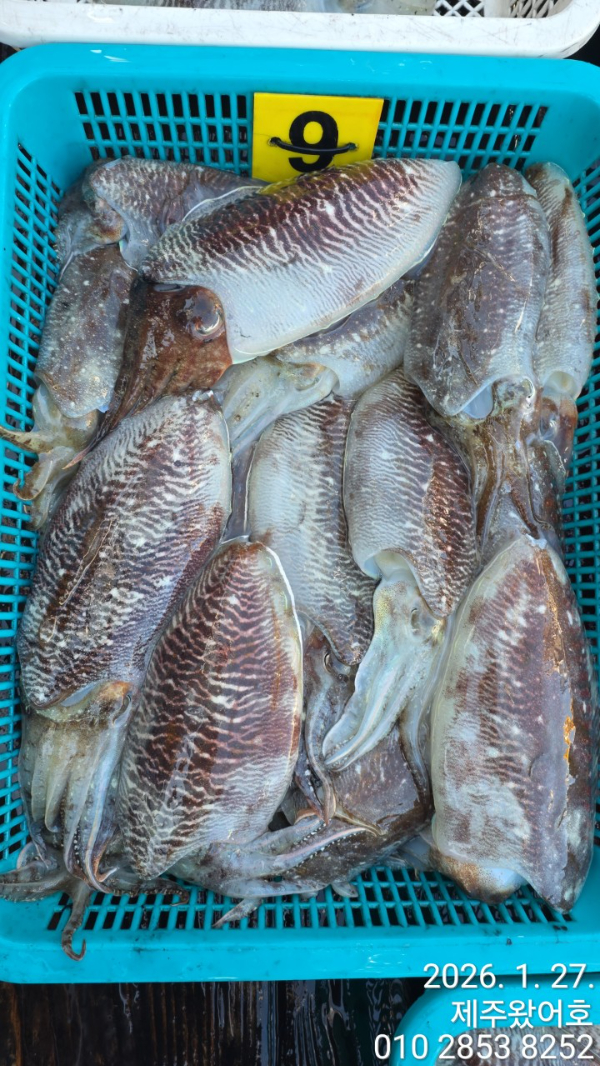 제주왔어호_사진_20260127_2.jpg