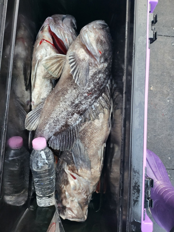 군산 선상낚시, 바다낚시 출조 전문 ☆서군산낚시☆_사진_20260118_19.jpg