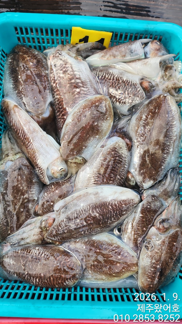 제주왔어호_사진_20260110_3.jpg
