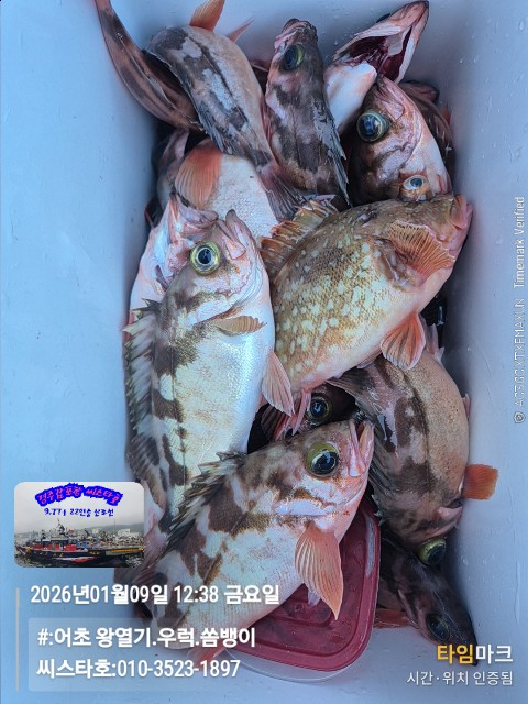 2026-01-09 12.38.06__(#-어초 왕열기.우럭.쏨뱅이)_(씨스타호-010-3523-1897).jpg