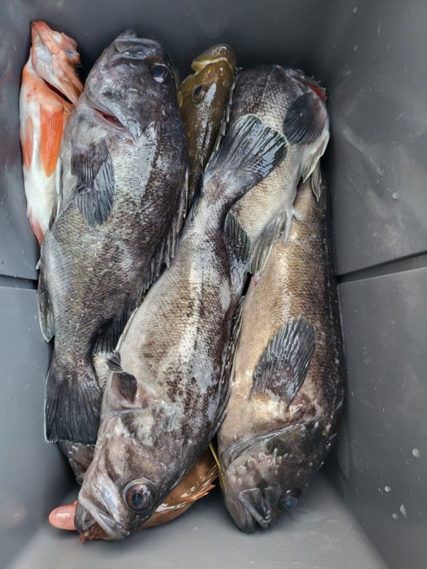 군산 선상낚시, 바다낚시 출조 전문 ☆서군산낚시☆_사진_20260118_18.jpg