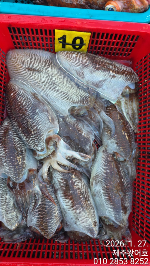 제주왔어호_사진_20260127_3.jpg