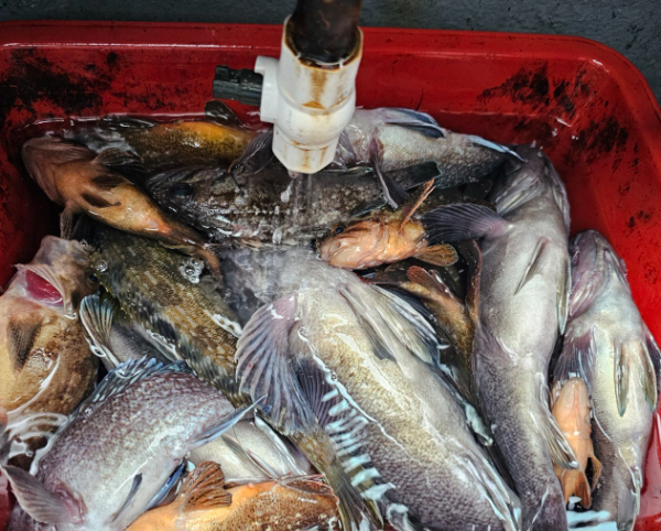 ꫛꫀꪝ✧‧˚ 태안 마검포 新출항호 .• _˚☀₊_사진_20260107_11.jpg