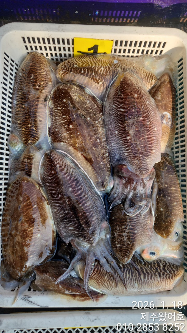 제주왔어호_사진_20260119_3.jpg