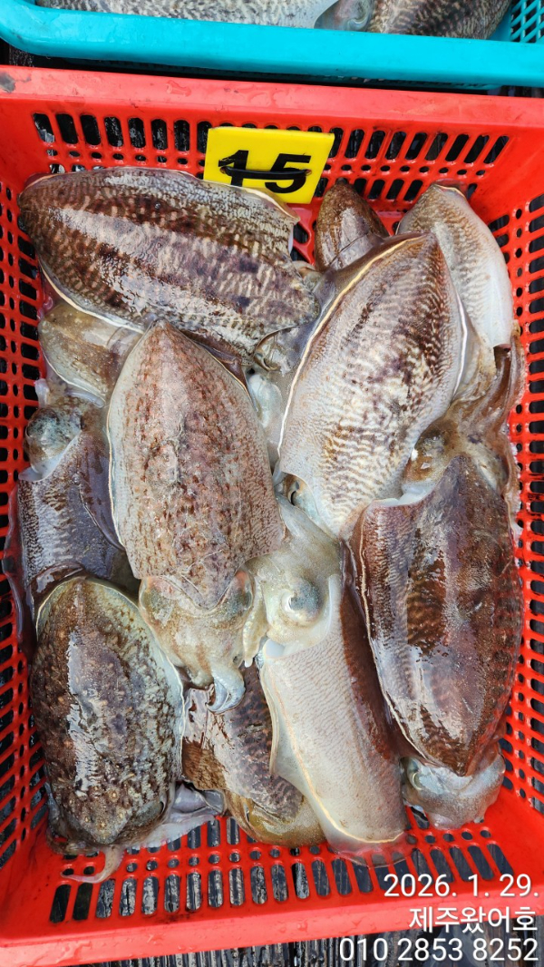 제주왔어호_사진_20260129_4.jpg