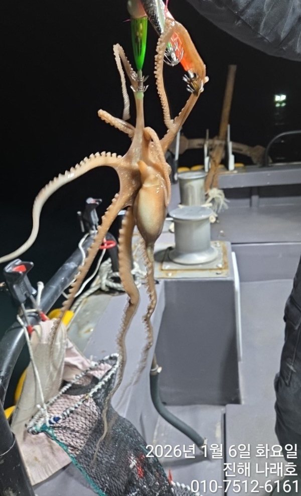 진해 나래호(문어,낙지,갈치)_사진_20260107_8.jpg