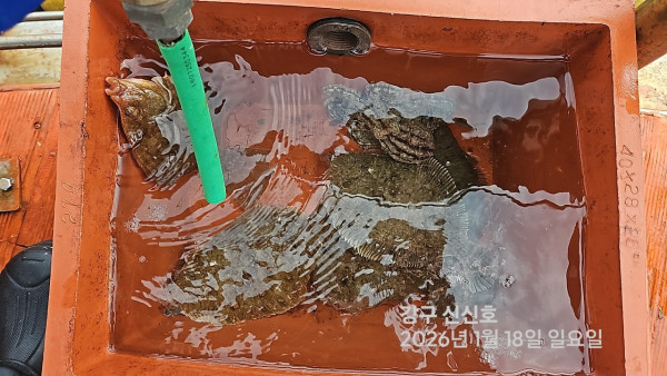 신신낚시 강구점 신신호_사진_20260118_15.jpg