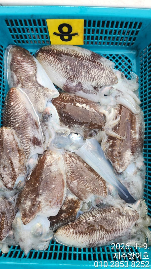제주왔어호_사진_20260110_8.jpg