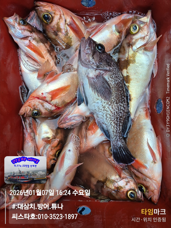 2026-01-07 16.24.35__(#-대삼치.방어.튜나)_(씨스타호-010-3523-1897).jpg