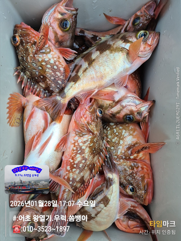 2026-01-28 17.07.08__(#-어초 왕열기.우럭.쏨뱅이)_(-010~3523~1897).jpg