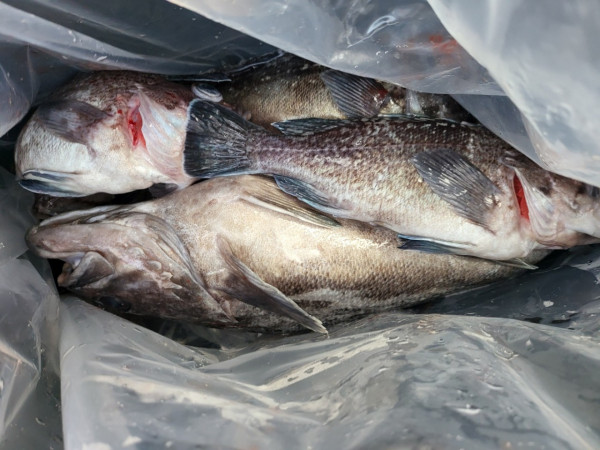 군산 선상낚시, 바다낚시 출조 전문 ☆서군산낚시☆_사진_20260118_20.jpg