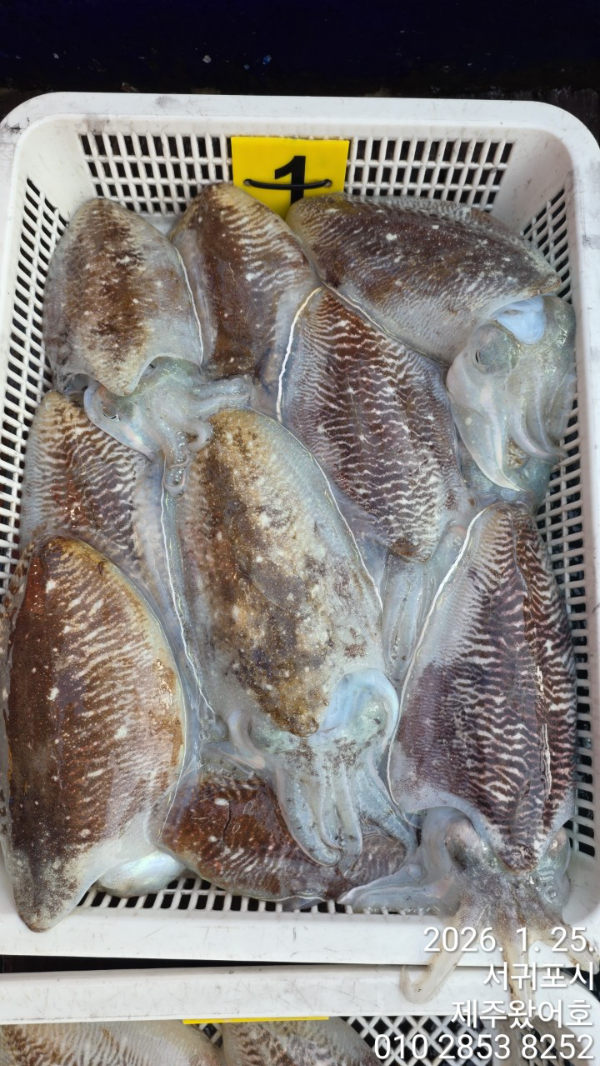 제주왔어호_사진_20260125_3.jpg