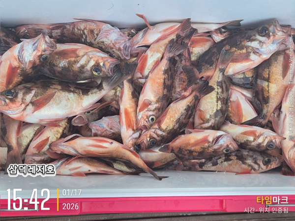 2026-01-17 15.42.29_.jpg