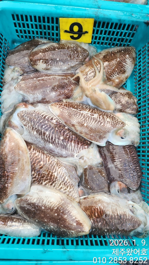 제주왔어호_사진_20260110_6.jpg