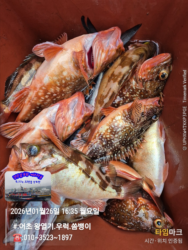 2026-01-26 16.35.12__(#-어초 왕열기.우럭.쏨뱅이)_(-010~3523~1897).jpg