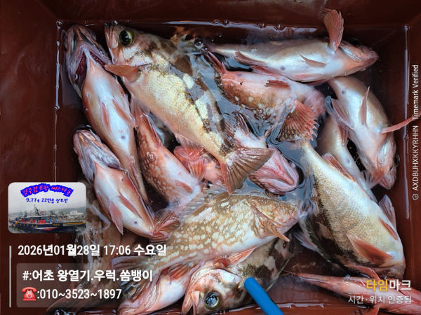 2026-01-28 17.06.55__(#-어초 왕열기.우럭.쏨뱅이)_(-010~3523~1897).jpg