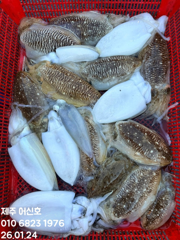 제주 어신호_사진_20260124_13.jpg