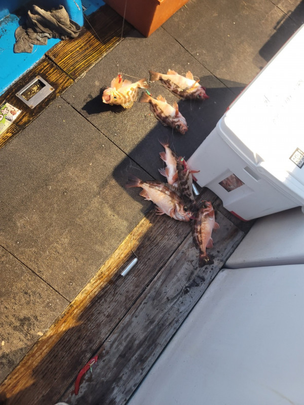 군산 선상낚시, 바다낚시 출조 전문 ☆서군산낚시☆_사진_20260114_12.jpg