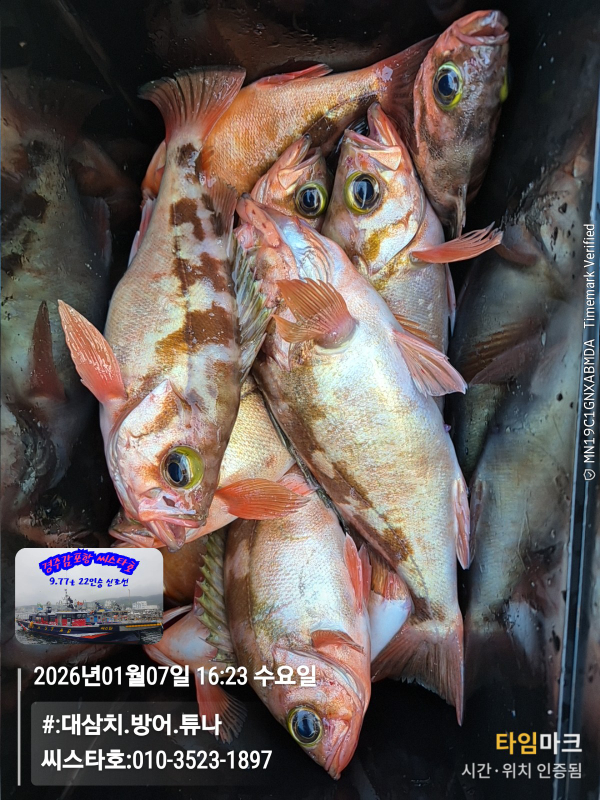 2026-01-07 16.23.42__(#-대삼치.방어.튜나)_(씨스타호-010-3523-1897).jpg
