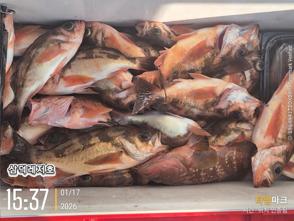 2026-01-17 15.37.49_.jpg