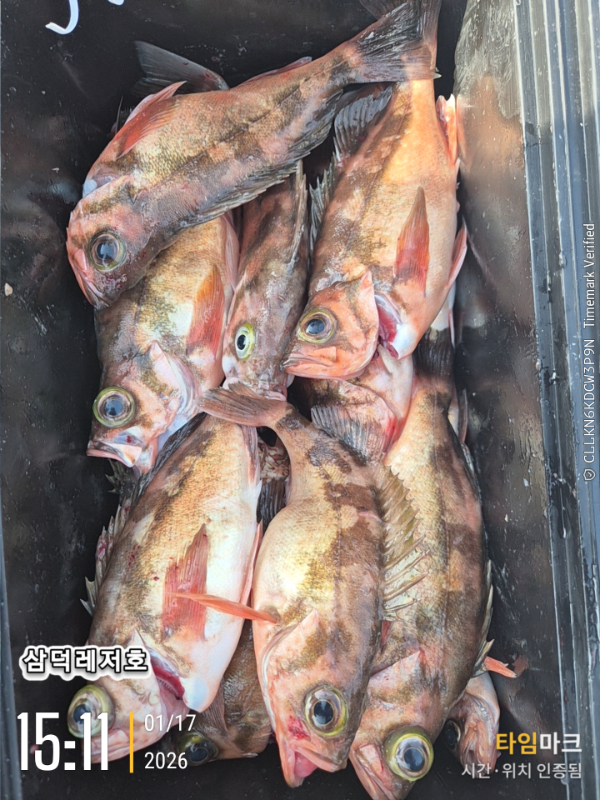 2026-01-17 15.11.50_.jpg