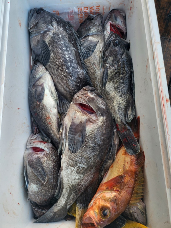 군산 선상낚시, 바다낚시 출조 전문 ☆서군산낚시☆_사진_20260118_16.jpg