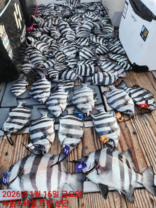 쎄븐피싱클럽(선상 버스출조전문)_사진_20260116_54.jpg