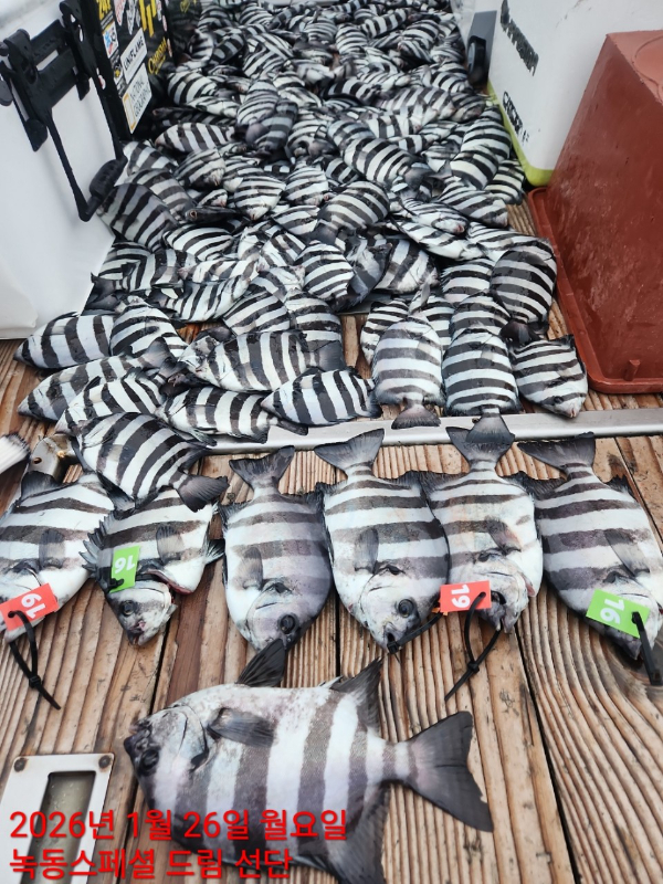 쎄븐피싱클럽(선상 버스출조전문)_사진_20260127_44.jpg