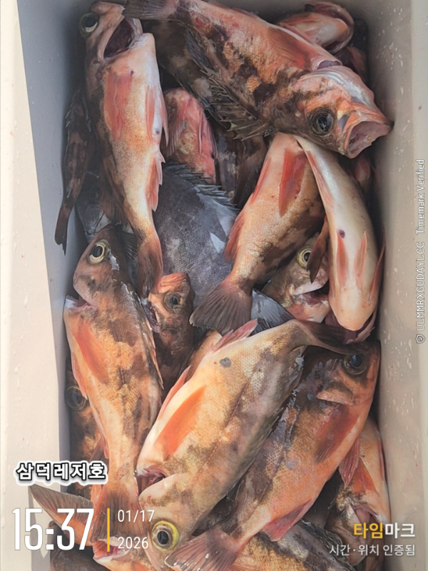 2026-01-17 15.37.19_.jpg