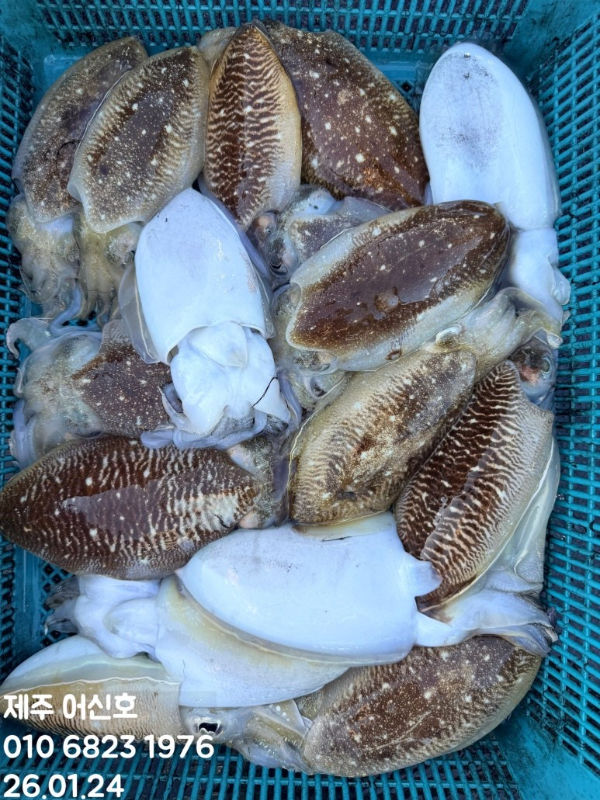 제주 어신호_사진_20260124_12.jpg