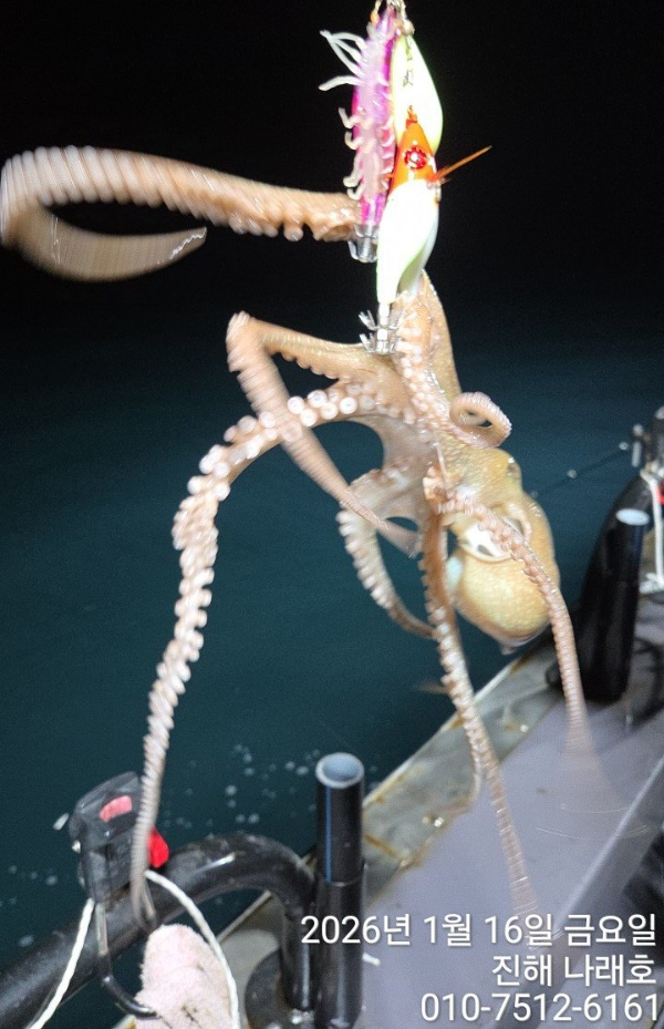 진해 나래호(문어,낙지,갈치)_사진_20260117_9.jpg