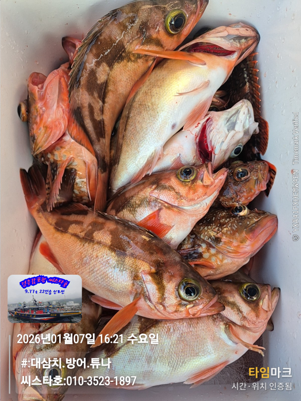 2026-01-07 16.21.54__(#-대삼치.방어.튜나)_(씨스타호-010-3523-1897).jpg
