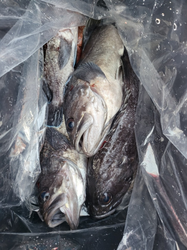 군산 선상낚시, 바다낚시 출조 전문 ☆서군산낚시☆_사진_20260118_15.jpg