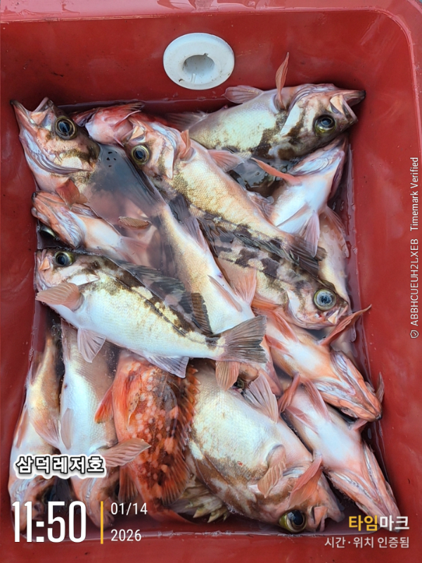 2026-01-14 11.50.58_.jpg