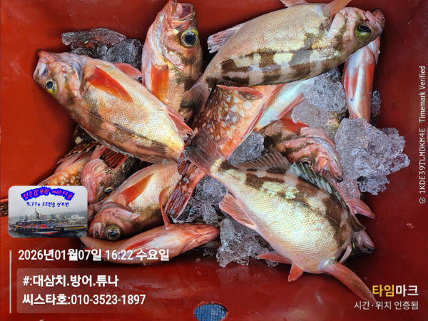 2026-01-07 16.22.05__(#-대삼치.방어.튜나)_(씨스타호-010-3523-1897).jpg