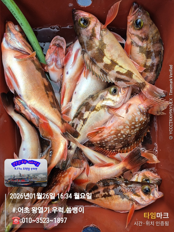 2026-01-26 16.34.53__(#-어초 왕열기.우럭.쏨뱅이)_(-010~3523~1897).jpg